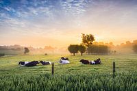 Vaches endormies au lever du soleil dans les Ardennes flamandes
