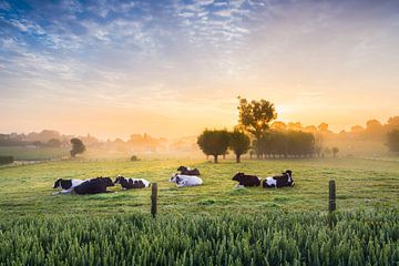 Slapende koeien bij een zonsopkomst in de Vlaamse Ardennen van Steven Van Verre