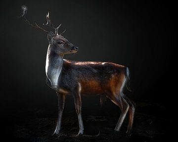 Fallow deer portrait, Santiago Pascual Buye by 1x