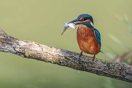 Eisvogel mit Fisch von Riccardo van Iersel