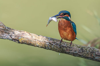 martin-pêcheur avec poisson