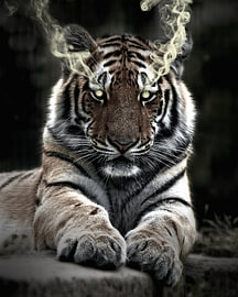 Tigersoul von Alexander Tropmann