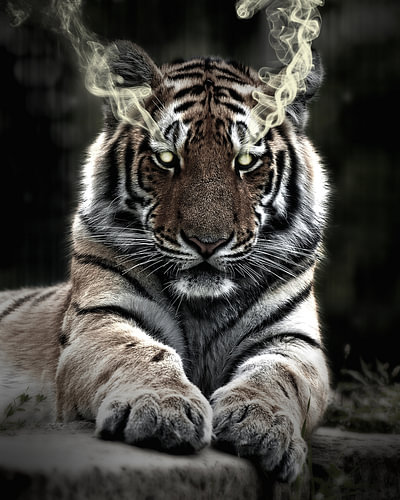 Tigersoul