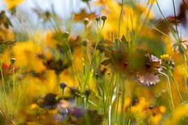 Ambiance estivale à la campagne