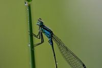 Blue juffer