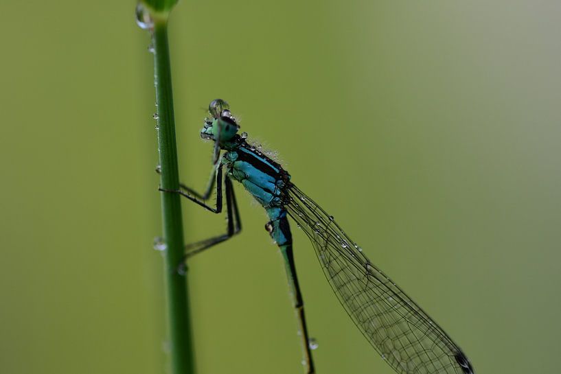 Blue juffer by Moniek van Hoof-Geenen