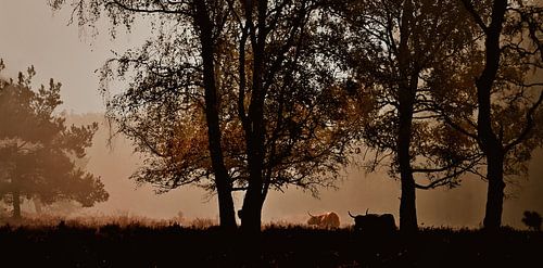 Scottish highlanders in a misty field