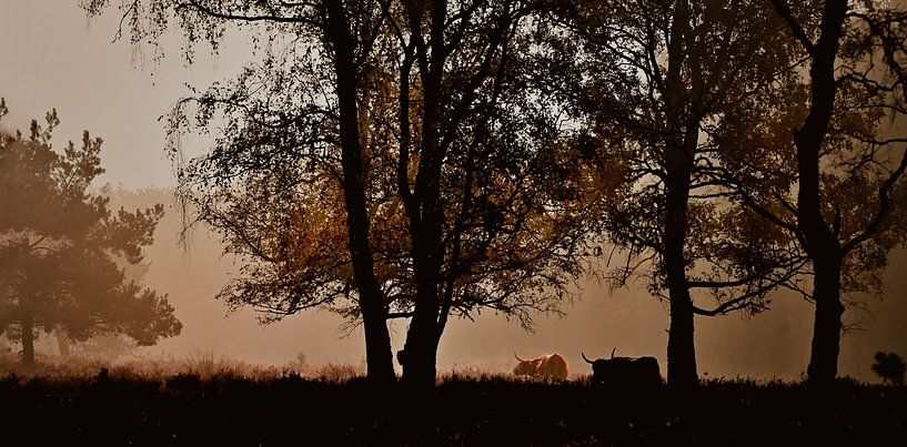 Scottish highlanders in a misty field by Jolanda Stam