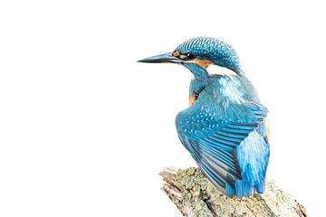 Kingfisher on branch by Gianni Argese