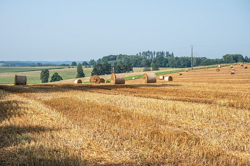 Les vendanges sont faites à Longlier Neufchateau par Werner Lerooy