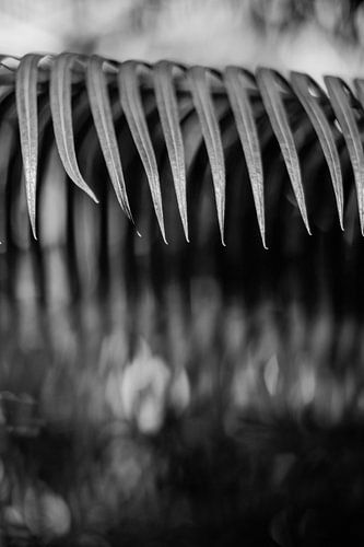 Planten abstract gemaakt