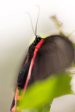 Vlinder rood zwart van Jelte Bosma