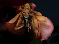 Fiery dance of an old rose