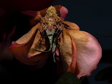Fiery dance of an old rose by Marc Wielaert