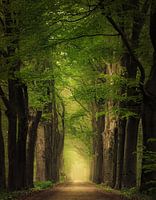 Pillars of earth