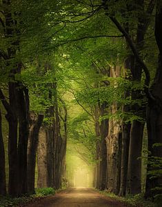 Pillars of earth sur Rob Visser