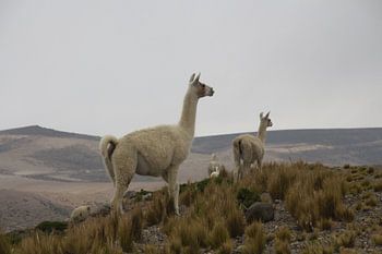 Vicuñas in Peru's high mountains
