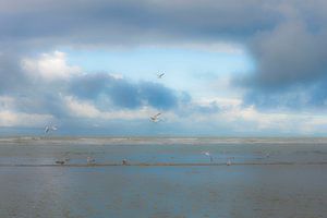 Meer und Möwen