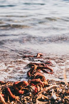 Rope in the sea