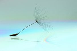 Paardenbloem pluis/ Dandelion by Marijke van Noort
