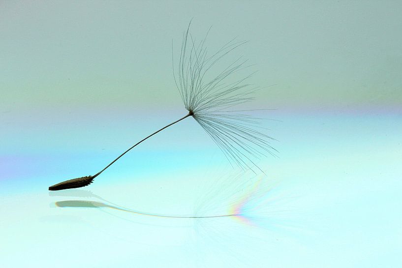 Paardenbloem pluis/ Dandelion par Marijke van Noort