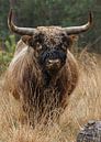 Schotse Hooglander stier van Menno Schaefer thumbnail