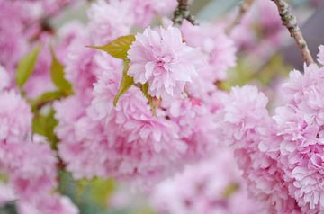 Roze lentebloesem van Madelon Thijs