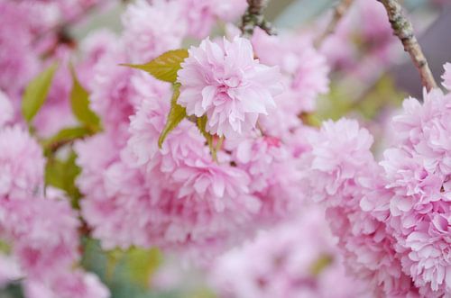 Pink spring blossom