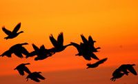 Morning flight