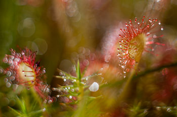 sundew