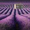 Les champs de lavande en France sur Stefan Schäfer