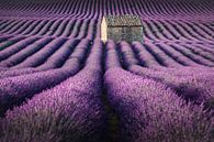 Lavender fields in France by Stefan Schäfer thumbnail