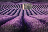 Lavender fields in France