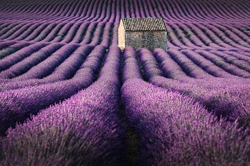 Lavendelvelden in Frankrijk van Stefan Schäfer