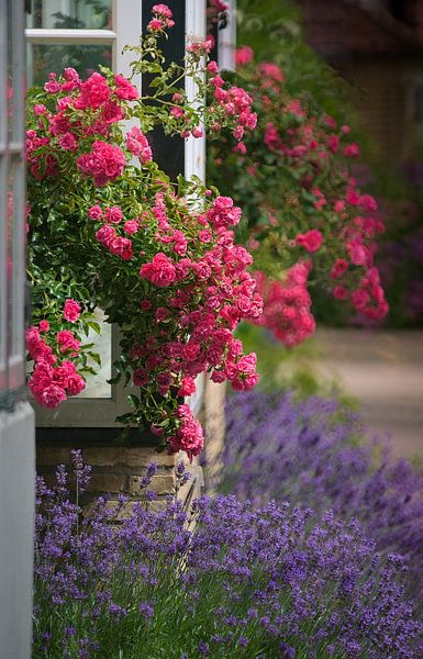 Summer in Arnis - roses on charming window fronts by janWindlook
