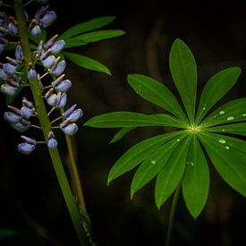 Lupine (Lupinus) van Dietmar Wolf