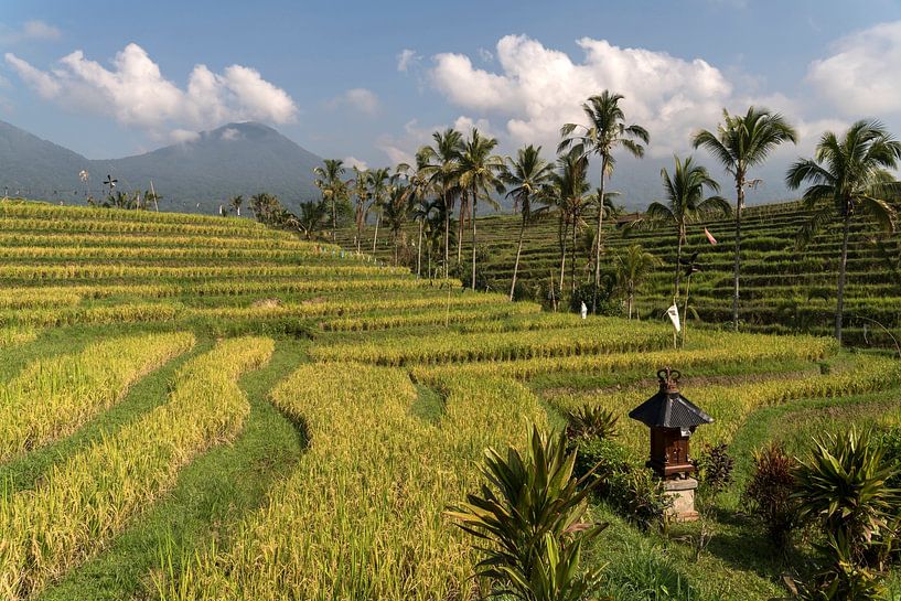 Rice terraces on Bali, Indonesia by Peter Schickert