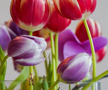 M. Jan dans le monde des tulipes sur Hélène Wiesenhaan