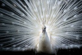 Art by nature von Marian Kramer