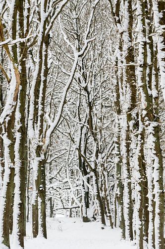 Arbres d'hiver