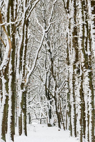 winterliche bäume von Richard Guijt Photography
