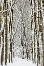 winterliche bäume von Richard Guijt Photography Miniaturansicht