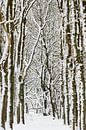 Winter tree's by Richard Guijt Photography thumbnail