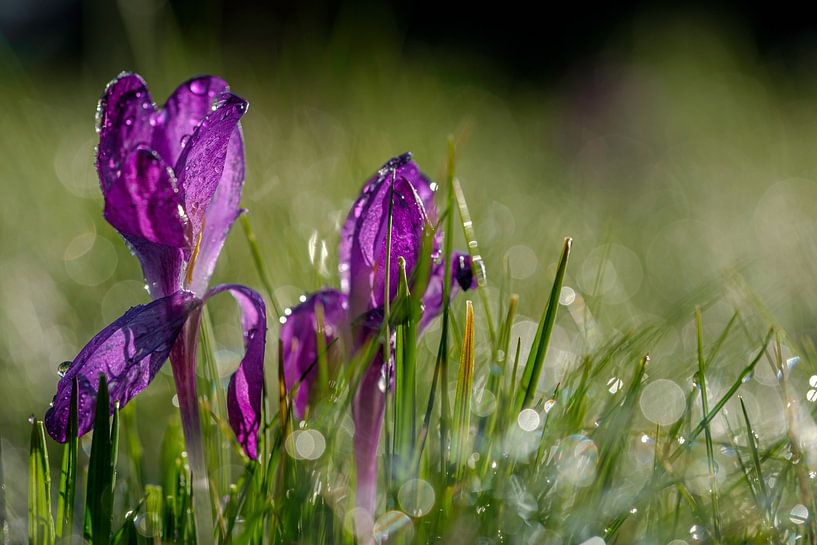 Purple crocus by Lisa Dumon