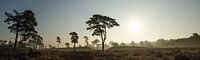 Paysage de savane de la forêt Leuvenum par Maurice Verschuur Aperçu