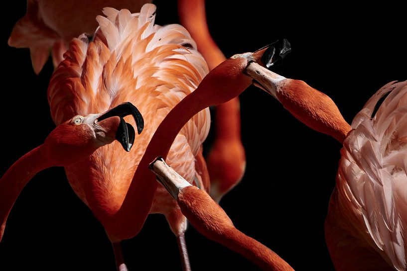 Flamingo altercation by Thomas Marx