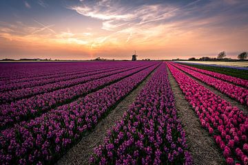 Hyacinth fields sur Carla Matthee