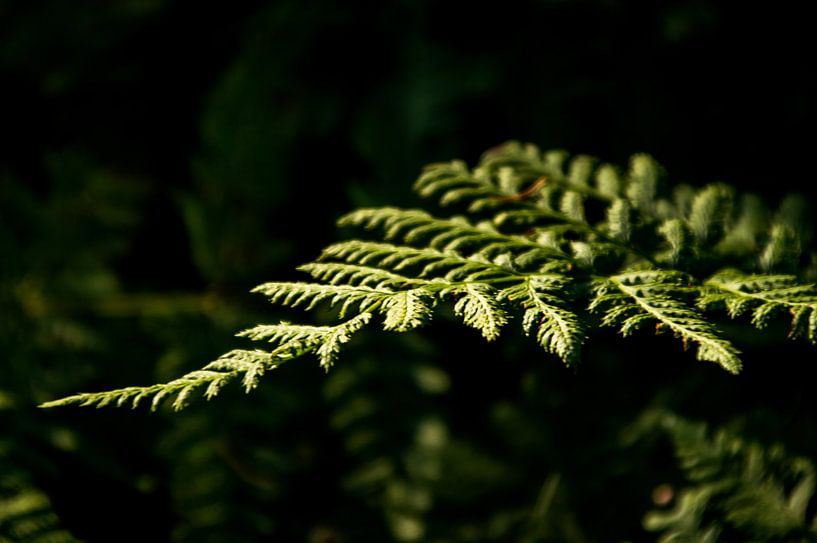 Hidden under the trees by Whis' photos