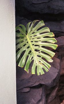 Monstera in Lanzarote, analogue