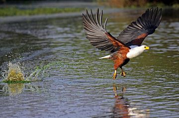 African fish eagle fishing in a river - Africa wildlife van W. Woyke